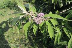 Callicarpa macrophylla